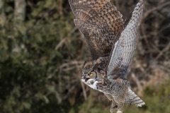 Great Horned Owl in Flight