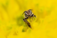 Western Honeybee