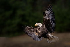 Bald Eagle 3