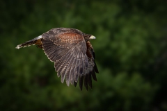 Red Tailed Hauk