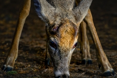 Antlers Lost