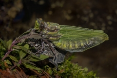 Newly Hatched Dragonfly