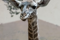 Baby Giraffe
