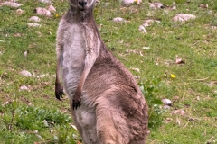 Kangaroo