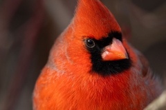 Cardinal Resting on a Branch