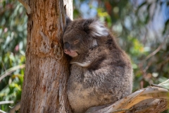 Koala Sleeping