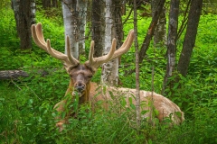 Alces Americanus Moose