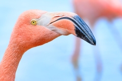 American Flamingo