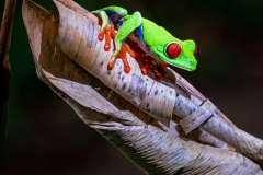Agalychnis Callidryas