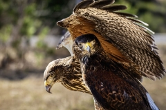 Under My Wing
