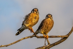 Pair of Kestrels