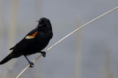 Red Winged Blackbird on Bull Rush Stalk