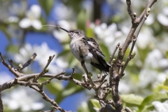 Ruby-Throated Hummingbird