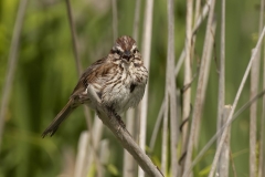 Swamp Sparrow