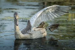 Cygnet Stretch