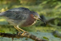 Green Heron with Lure