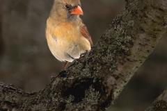 Female Cardinal