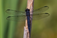Dragon Fly