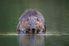 Beaver Stare Down