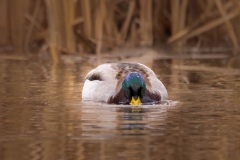 Mallard Feeding
