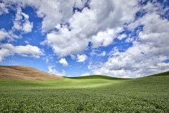 Palouse Expanse