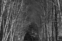 Birch Cathedral