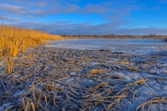 Halls Road Marsh
