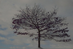 Red Maple Bathed in a Winter Sky