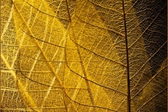 Leaves Adorned with Autumn's Hu