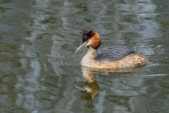 Great Crested Grebe, Amsterdam