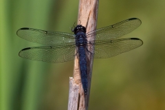 Dragon Fly