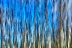 Birches
