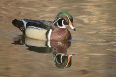 Male Wood Duck