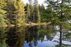 Algonquin Reflections