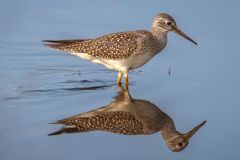 Greater Yellowlegs