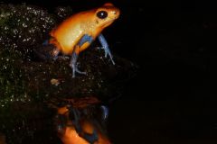 Blue Jeans Poison Dart Frog Reflection