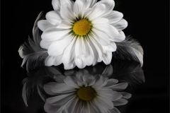 Reflective Serenity