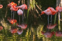 Flamingos