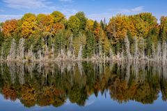 Fall Colours in the Marsh