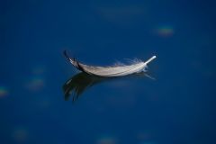 Feather Floating on the Lake