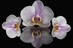 Orchid Family