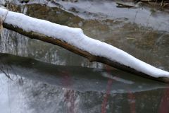 Snowy Tree Trunk