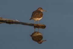 Reflection of a Spotted Sandpiper