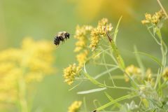 Bumblebee