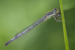 Female Eastern Forktail Damselfly with Prey