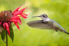 Female Ruby-Throated Hummingbird