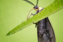 Virginia Ctenucha Moth