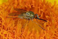 Bee Fly Gathering Nectar