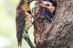 Northern Flicker with Young