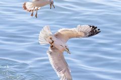Ring-Billed Gulls with Catch